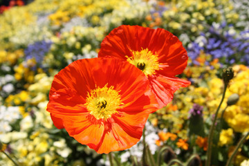 Obraz premium Honfleur, les deux coquelicots