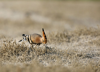 The hoopoe searching food