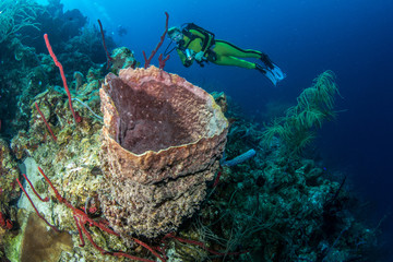 Belize Coral Reef