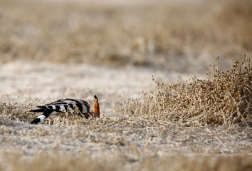 The hoopoe eating food