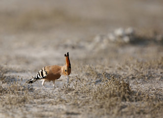 The hoopoe feeding