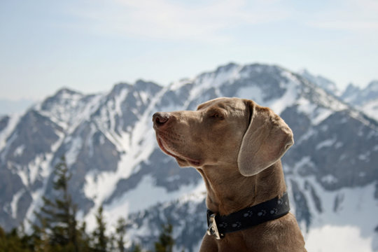 Weimaraner in den Bergen 