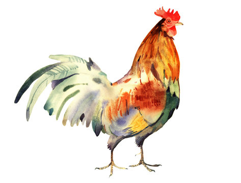 watercolor cock