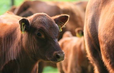 Kalb in der Herde 