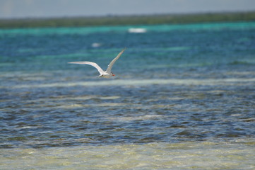 oiseau sur mer turquoise