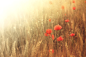 Poppies and wheat in the summer