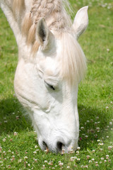 White horse with braided mane eating grass.