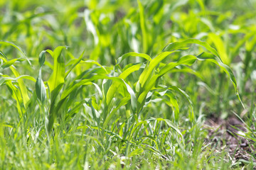young green shoots of corn growing on an agricultural field