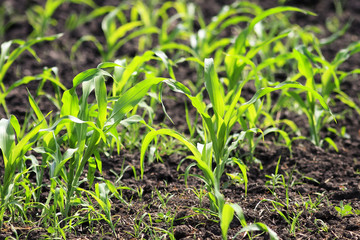 young green shoots of corn growing on an agricultural field