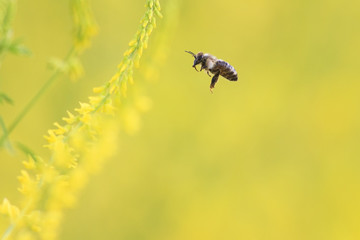 little bee flies to the yellow flowers of sweet clover for nectar