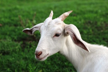 A white baby goat in the countryside