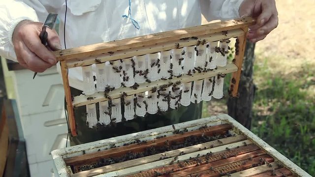 Breeding queen bees. Caps of wax for producing the bee queen.