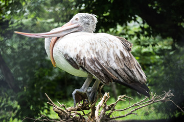 Great White Pelican Pelecanus onocrotalus or Rosy Pelican 
