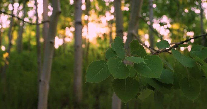 Aspen tree leaves close sunset through forest. Uinta National Forest. Beautiful forest, trails, campgrounds. Picnic and hunting area.