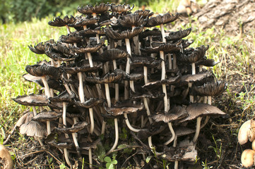 Wood mushroom fungi clusters growing near wooden log in forest meadow closeup