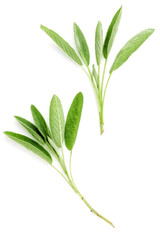Fototapeta premium Close Up branch fresh sage leaves isolated on white background .