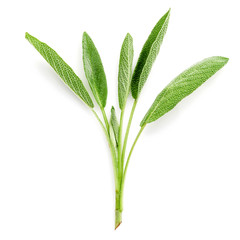 Obraz premium Close Up branch fresh sage leaves isolated on white background .