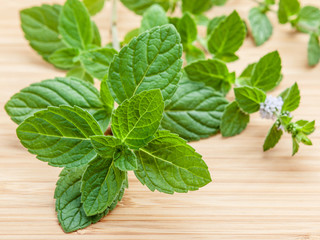 Closeup fresh peppermint leaves and peppermint flower from the g