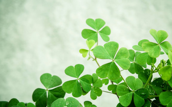 Close up Clovers leaves for background .The symbolic of Clover t