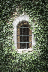Old window entwined with ivy.