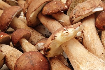 Pile of Summer cep boletus mushrooms (Boletus Reticulatus)  displayed on market. 