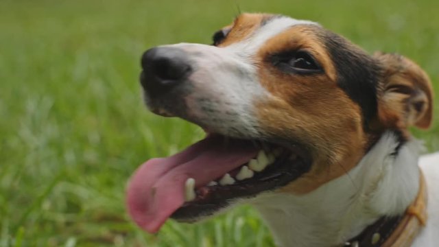 Small dog breeds Jack Russell Terrier lying on a green grass with his tongue hanging out on a summer day