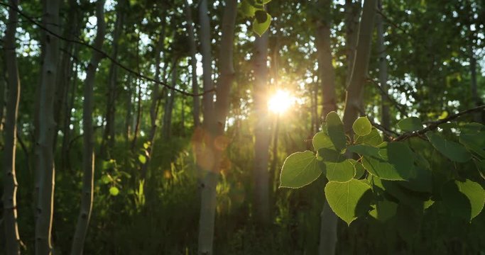 Mountain Aspen forest leaves sunset flare. Uinta National Forest. Beautiful forest, trails, campgrounds. Picnic and hunting area.
