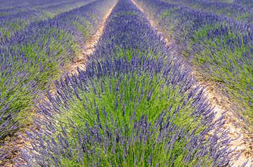 A cultivated field of blooming lavender near Valensole in France