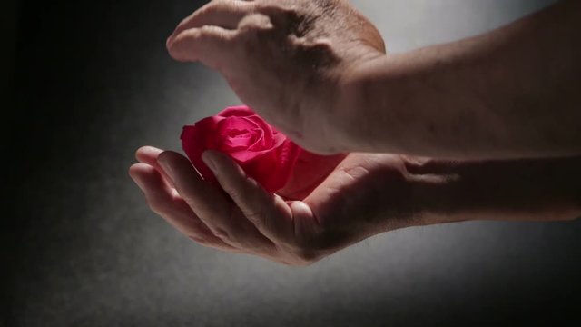 hands of man wrap around a red rose