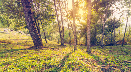 vintage forest background on top view