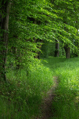 Forest path