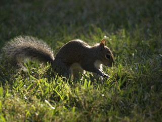 トウブハイイロリス