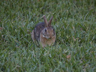 草を食べているうさぎ