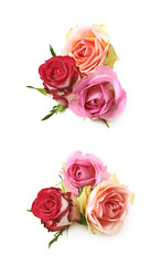 Naklejka premium Rose buds composition isolated