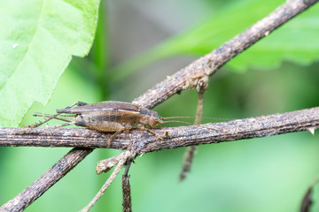 Brown grasshopper perched on a tree branch.