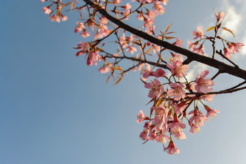 pink flower on blue sky background