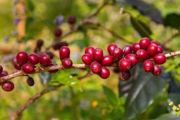Coffee beans ripening on tree in North of thailand