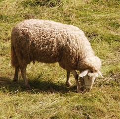 Grasendes Schaf auf der Weide