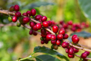 Coffee beans ripening on tree in North of thailand