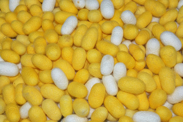 Silkworm cocoon shell through the Silk Route, the brewing process, bringing silks to silk.