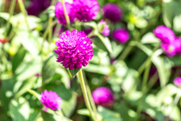 Fototapeta premium Chrysanthemun flower with natural sunlight and blurred background