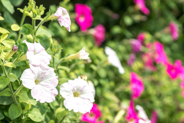 Obraz premium Colourful spring flowers with natural sunlight and blurred bokeh