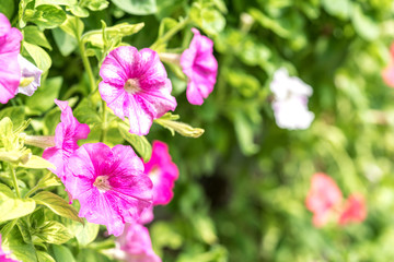 Fototapeta na wymiar Spring flower with blurred background