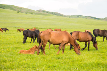 Fototapeta na wymiar Horses in the pasture