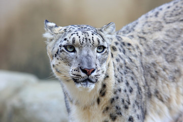 Snow leopard (Panthera uncia) close up

