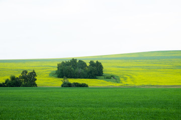 Beautiful cultivated fields in cloudy weather
