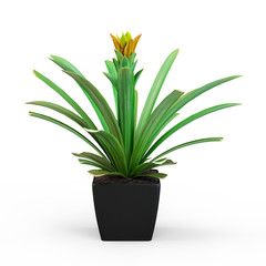Pineapple flower bush in a pot isolated on white background. 3D Rendering, 3D Illustration.