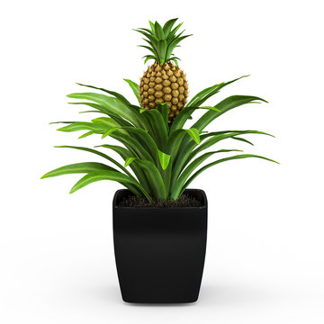 Fresh tropical pineapple bush in a pot isolated on white background. 3D Rendering, 3D Illustration.