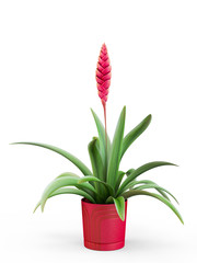 Red bromelia flower isolated on white background. 3D Rendering, 3D Illustration.