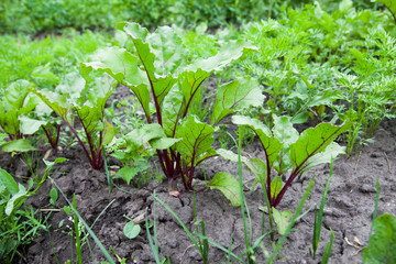 Young beet growing